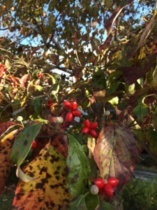 How have I never noticed the autumn berries on my dogwoods before now?