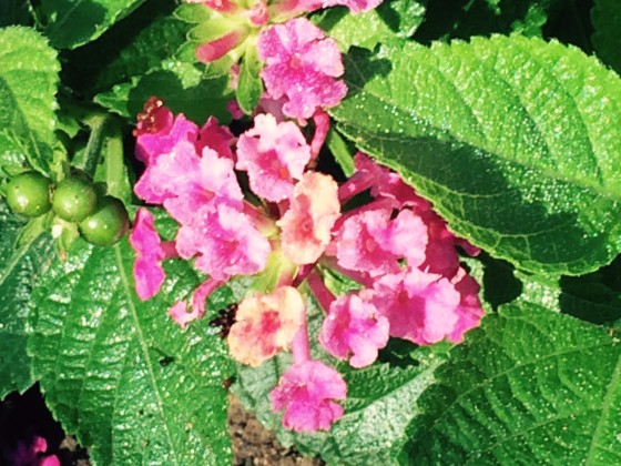 Dew on lantana