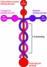 laminin